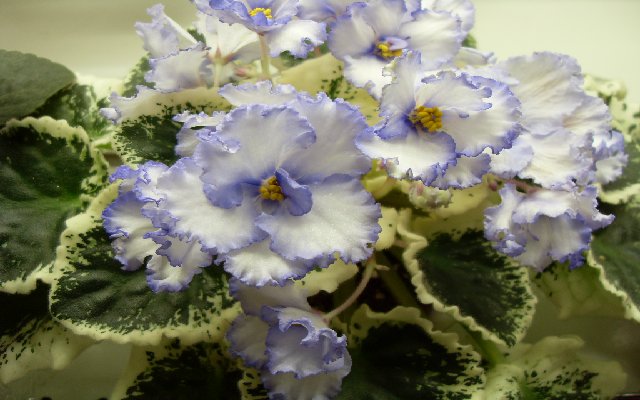 Lavander Swirls
