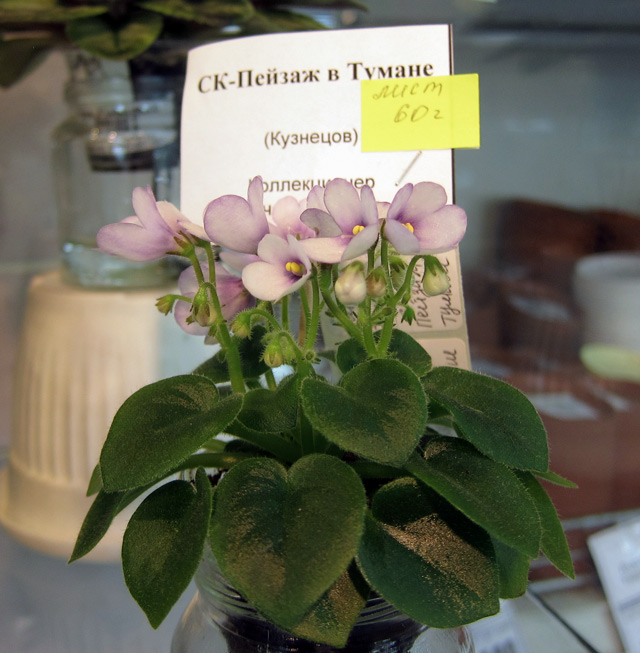 СК-Пейзаж-в-Тумане.jpg
