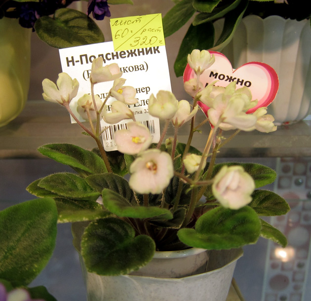 Н-Подснежник.jpg