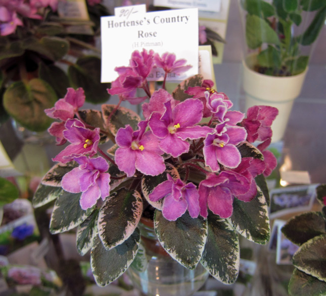 Hortense's-Country-Rose.jpg