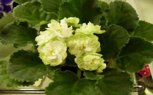 Spring Rose колл. Морозовой Елены