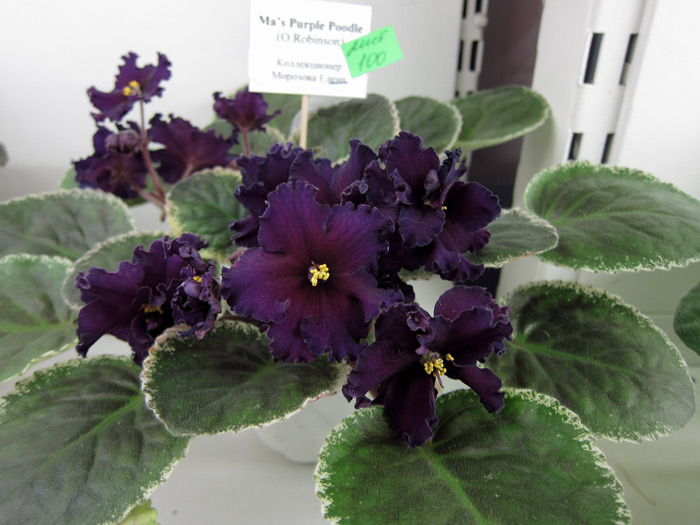Ma's-Purple-Poodle.jpg