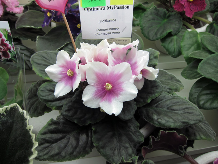 Optimara myPassion (Кочеткова).jpg