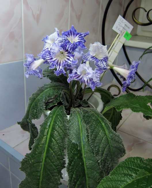 DS-Гималаи.jpg