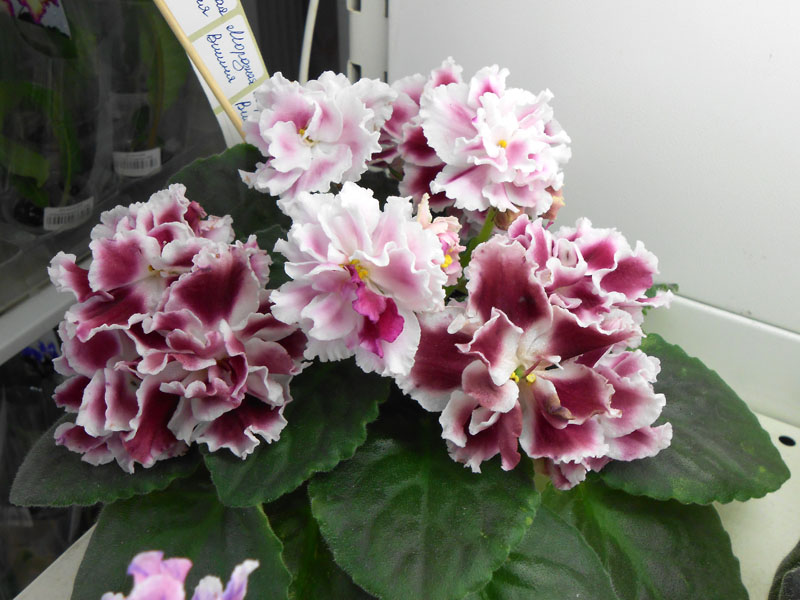 Морозная Вишня колл. Киселевой Ирины