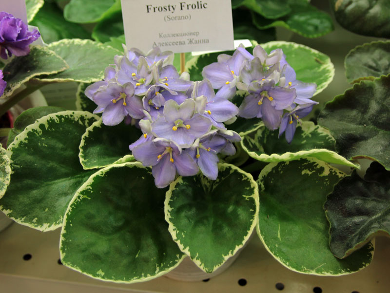 Frosty Frolic