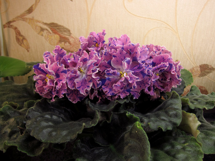 ЛЕ-Розмари.jpg