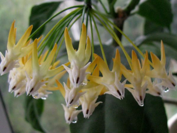 Multiflora69.jpg