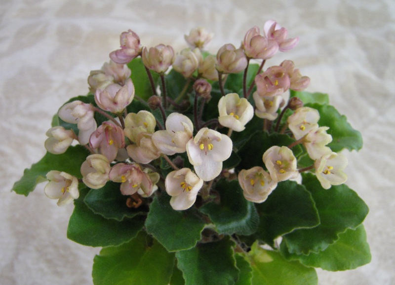 Emerald Pink.JPG