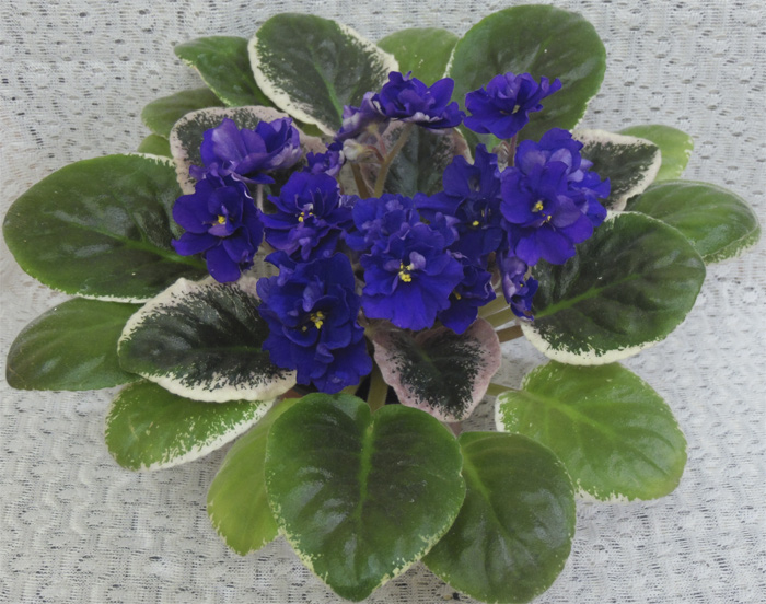 Ma's Blue Turtle