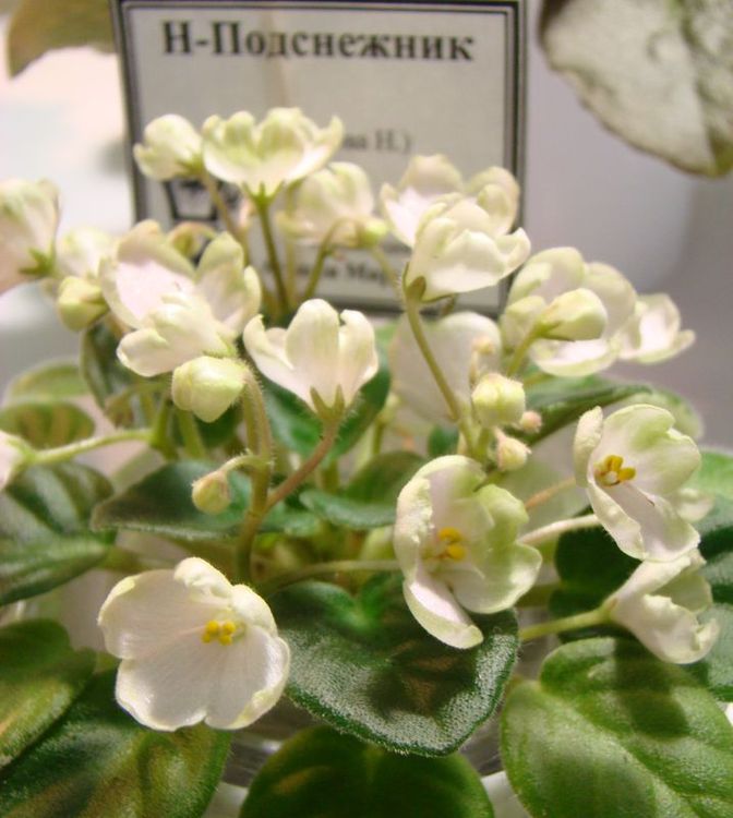 DSC05436.JPG