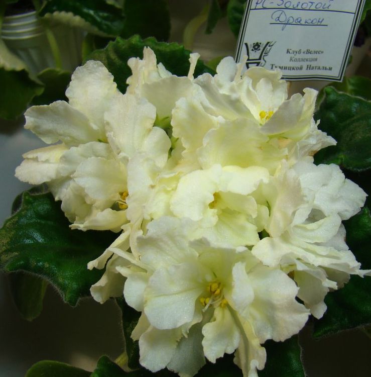 DSC05426.JPG