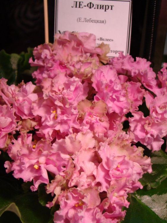DSC05454.JPG