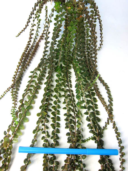 колумнея Microphylla