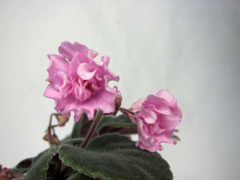 Nosegay Pink