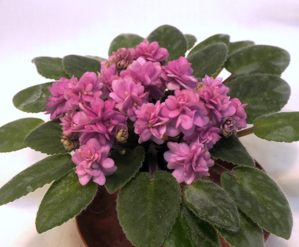 Orchard's Pink Chiffon.jpg