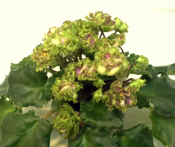 Allegro Pink Pistachio.jpg