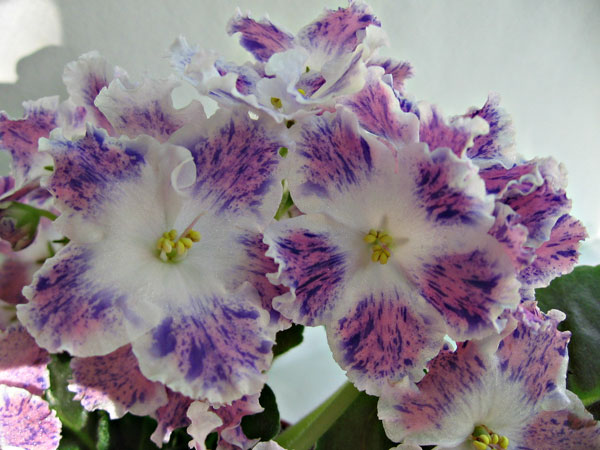 ПТ-сеянец32.jpg