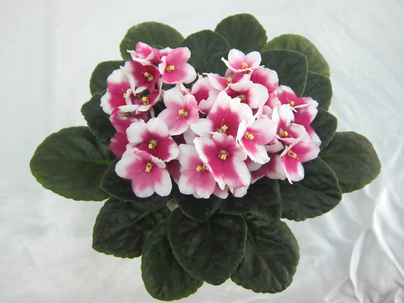 Optimara myDesire (M.Holtkamp), колл. Л.Галицкая.JPG