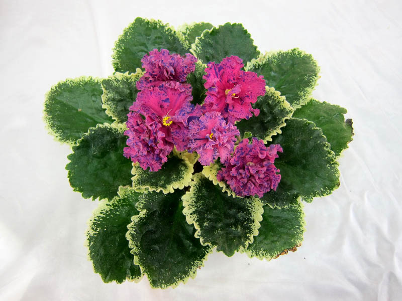 ЛЕ-Астрея (Е.Лебецкая), колл. М.Фёдорова.JPG