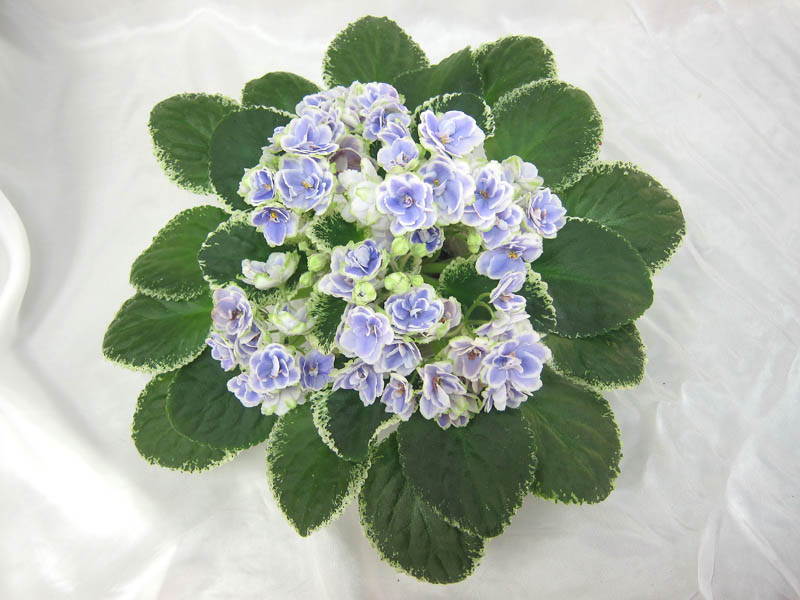 Buckeye Seductress (P.Hancock), колл. В.Хохлова.jpg