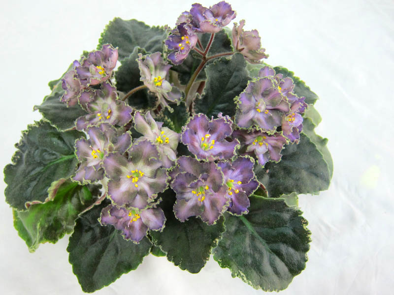 ЛЕ-Дофин (Е.Лебецкая), колл. Т.Копейкина.JPG