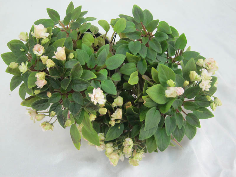 Pink Mint (S.Sorano), колл. И.Щедрина.JPG