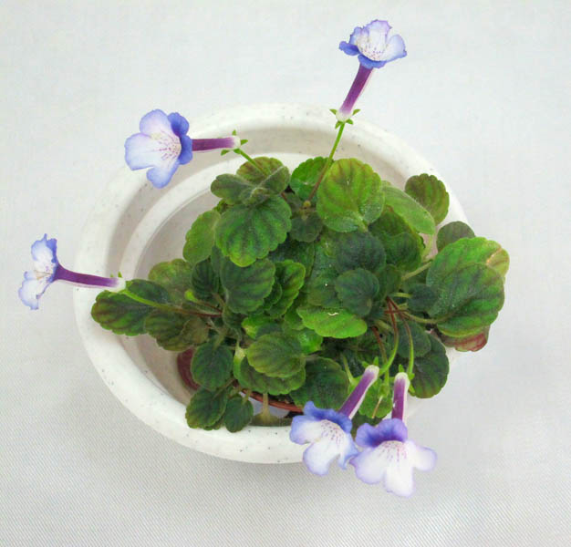 Минисиннингия Little Wood Nymph.JPG