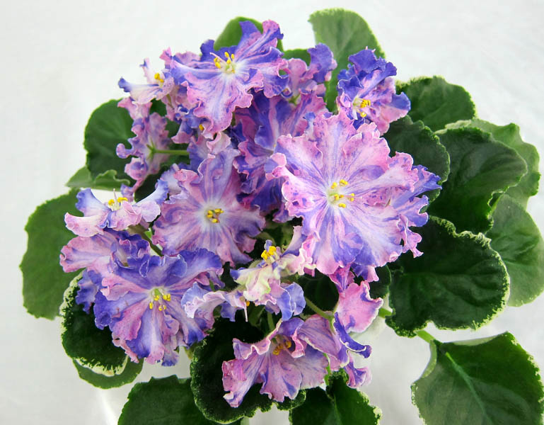 ЛЕ-Сюрприз Зимы, колл. Т.Копейкина.jpg