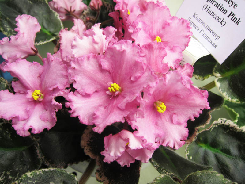 Галицкая Buckeye Inspiration Pink.jpg