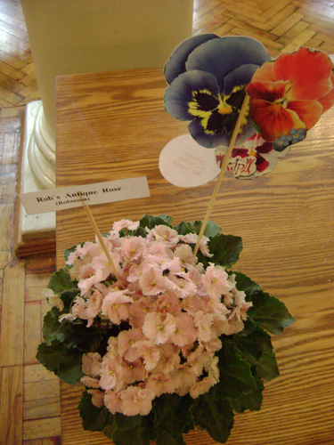 Rob’s Atique Rose