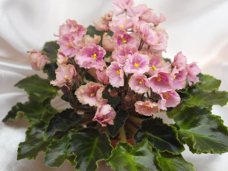 Rob's Antique Rose.jpg