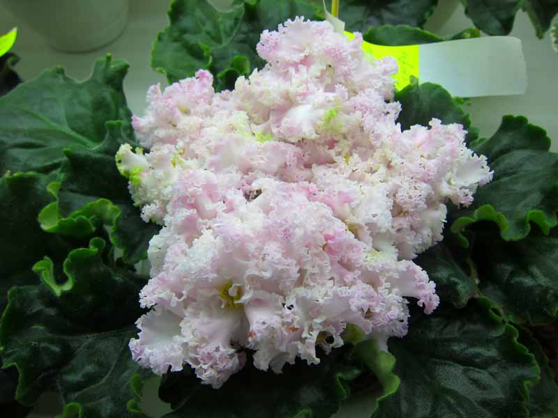 Копейкина ЛЕ-Денди.jpg
