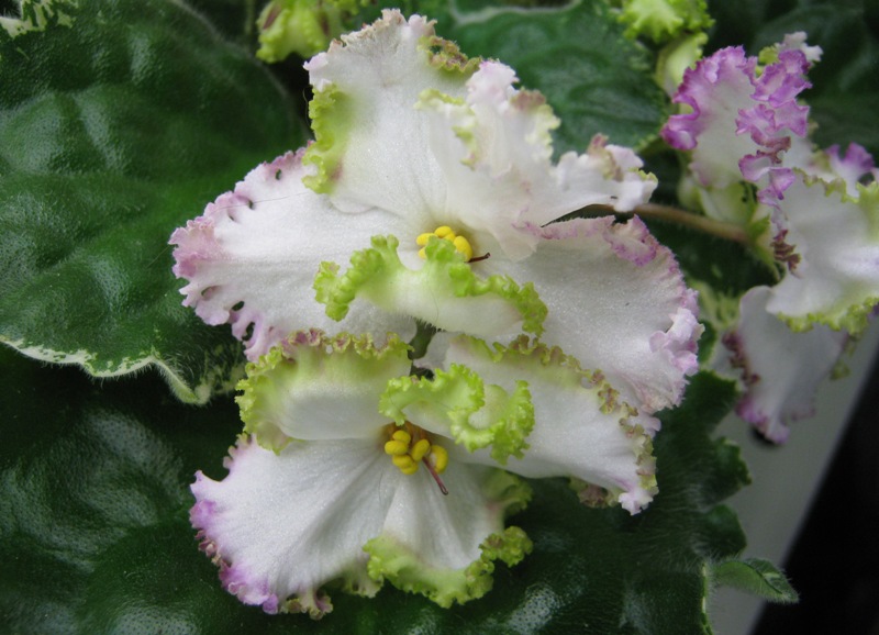 Галицкая Buckeye Irish Lace.JPG