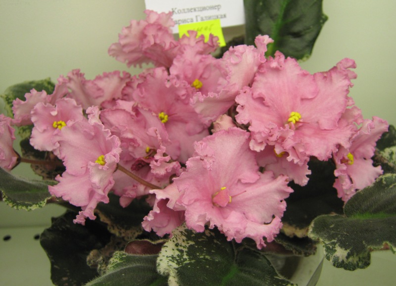 Галицкая Buckeye Inspiration Pink.JPG