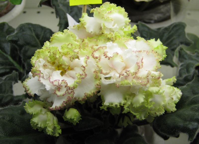 Галицкая РС-Лесное Кружево.JPG
