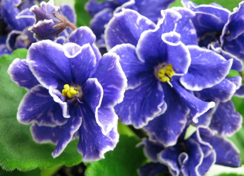 Данилина Grape Glory.JPG