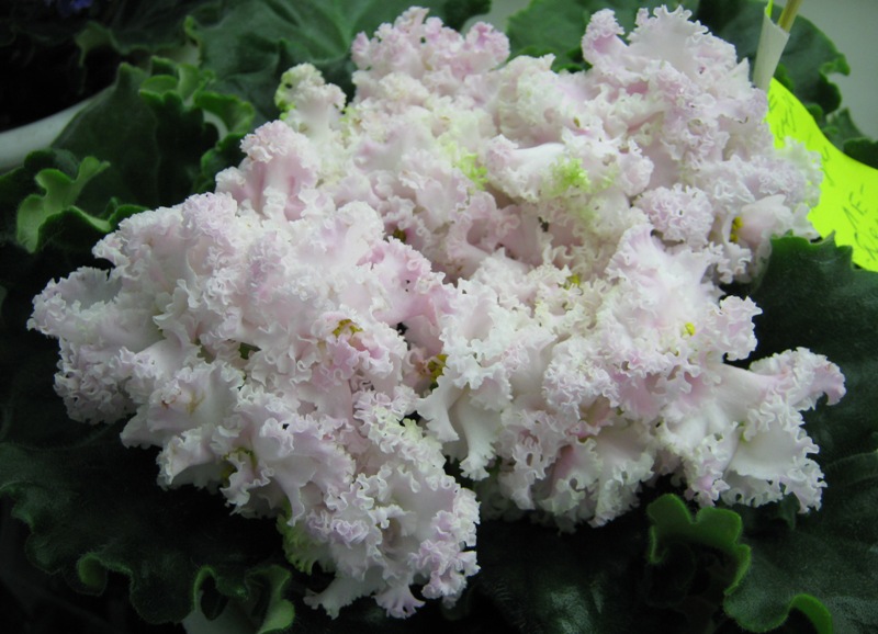 Копейкина ЛЕ-Денди.JPG