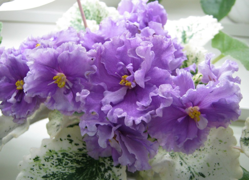 Копейкина ЛЕ-Грёзы Султана.JPG