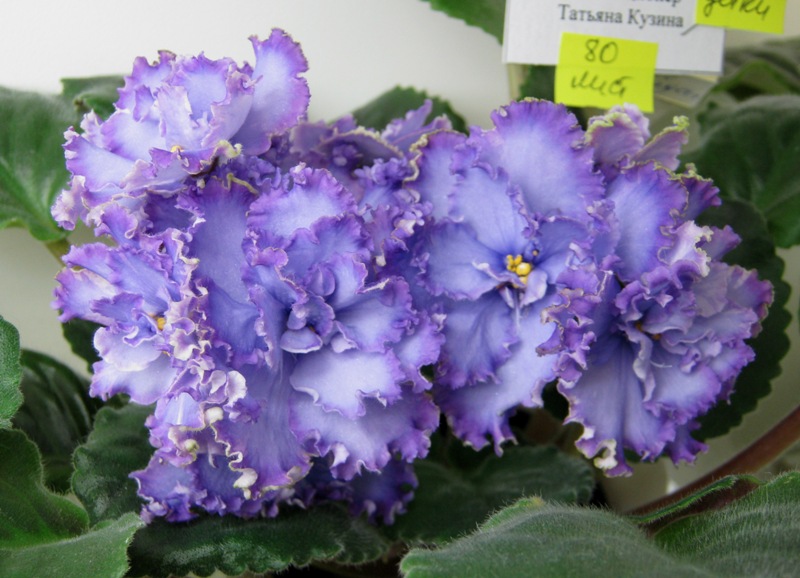Кузина Blue Dragon.JPG