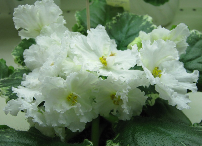 Кузина ЛЕ-Блонди.JPG