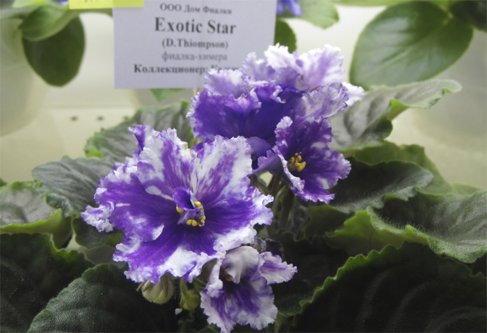 Exotic Star