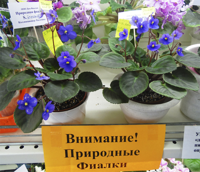 Природные сенполии