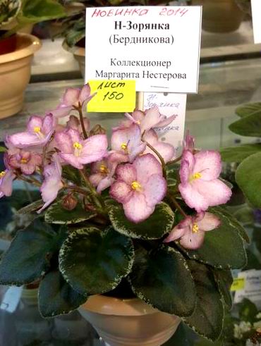 Н-Зорянка (Нестерова).jpg