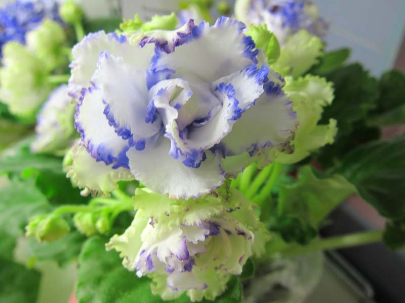 Хохлова РС-Зелёная Лагуна.jpg