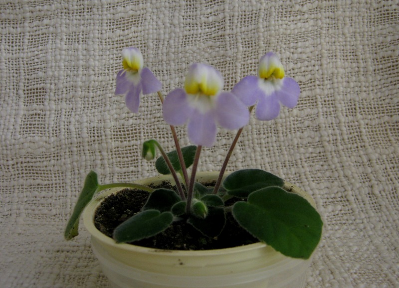 petrocosmea formosa.JPG