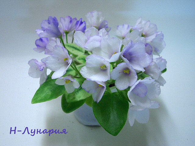 CIMG0167.JPG