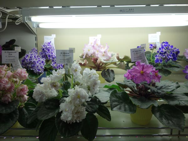 DSC03190.jpg