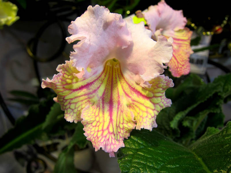 Vanda.jpg