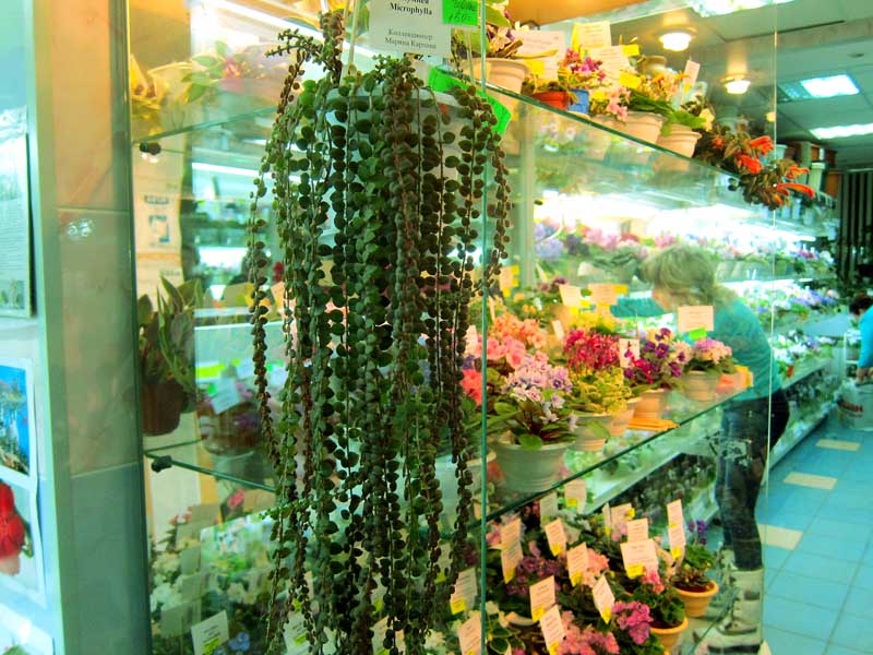 Карпова колумнея Microphylla.jpg